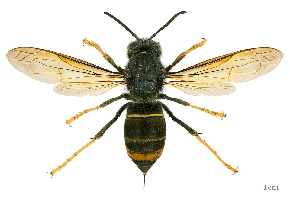Vespa velutina