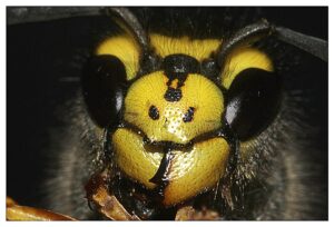 04. Vespula_Germanica_portrait