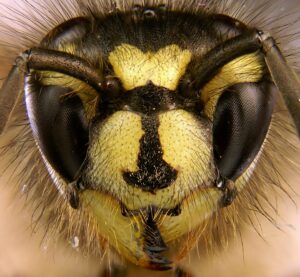 04. Vespula_vulgaris_portrait