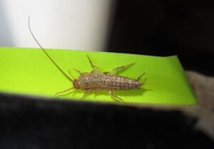 How to Safeguard Your Home from Silverfish – Practical Silverfish Control Tips