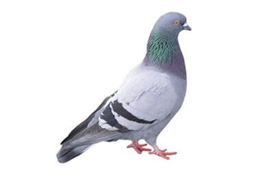 Pigeon bird-control-products-Owl Pest Control Ireland