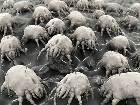 Dust mites magnified