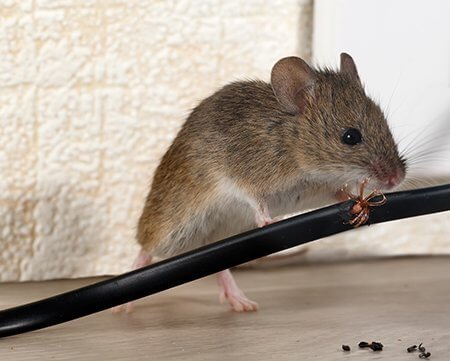 Mouse Gnawing Cable - Owl pest control Dublin