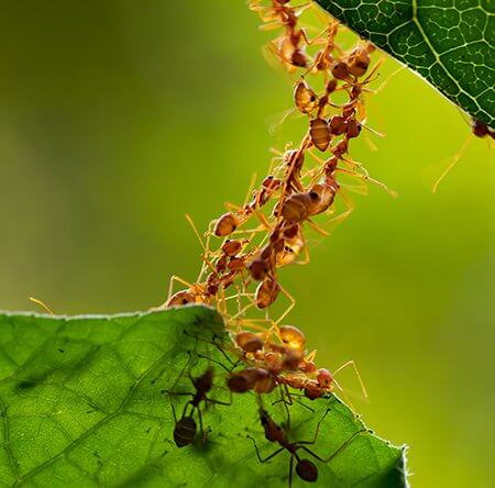 pest-control-ants-on-leaf-owl-pest-control-dublin