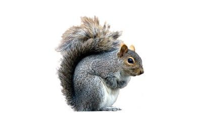 Grey Squirrel - Owl pest control Dublin