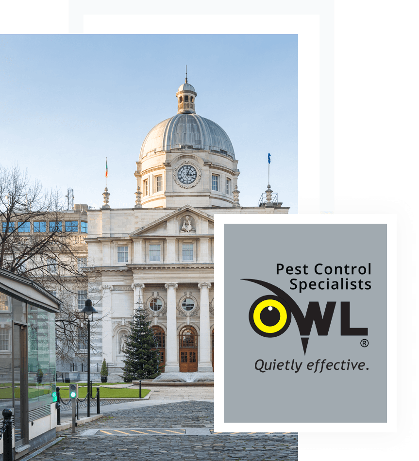 pest-control-services-for-public-government-buildings - Owl pest control Dublin