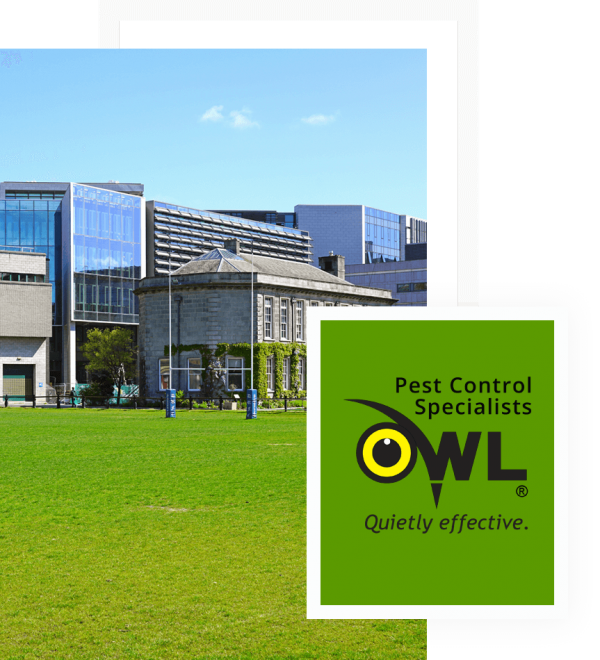 1 Pest Control In Universities Owl Pest Control Dublin