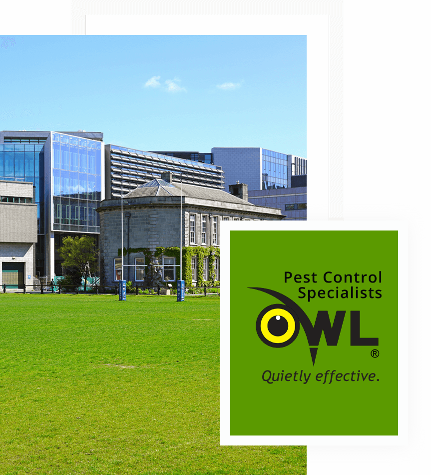 pest-control-services-for-universities-Owl Pest Control Dublin