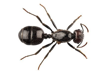 Black ant close up