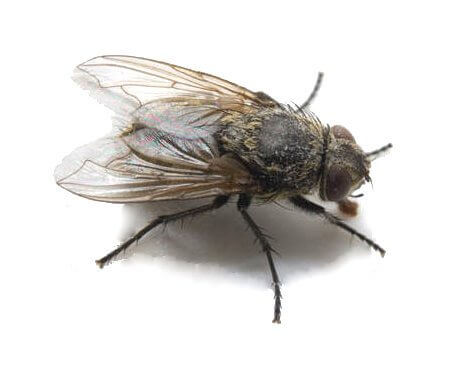 flies cheshire rudis pollenia