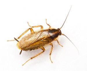 German cockroach - Owl pest control Dublin