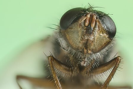 Lesser Housefly close up - Owl pest control Dublin