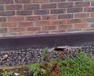 Possible rodent entry Point - Owl pest control Dublin