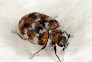 pest-guide-carpet-beetle-Owl Pest Control Ireland