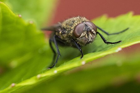 pest-guide-cluster-fly-Owl Pest Control Ireland