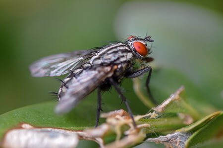 pest-guide-houseflies-Owl pest control Ireland