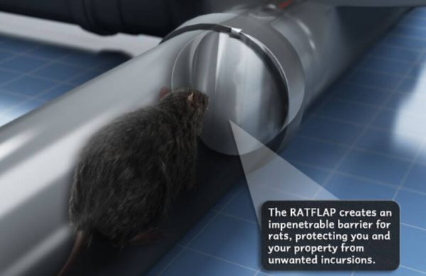 Rat Flap - Owl pest control Dublin