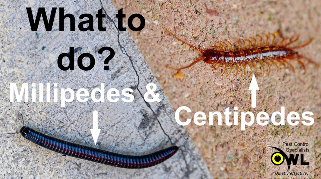 How to get rid of millipedes and centipedes? - Owl pest control Dublin