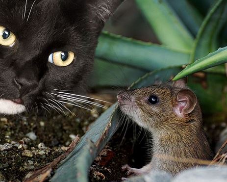 Cat chasing a mouse-Owl Pest Control Ireland