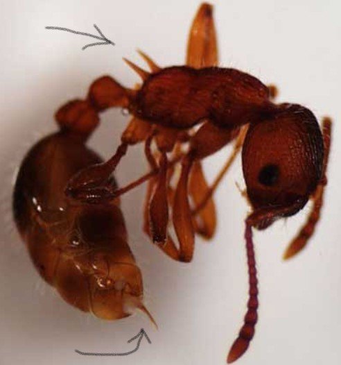 Common Red Ant - European Fire Ant - Owl pest control Dublin