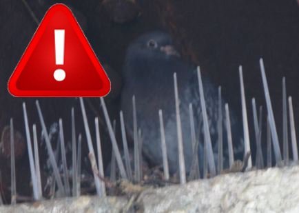 bird-spikes-poor-quality-2-Owl Pest Control Ireland