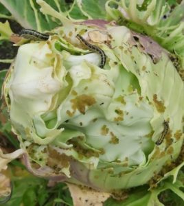Damage by caterpillars of the Large Cabbage White Butterfly (Pieris brassicae) - Owl pest control Dublin
