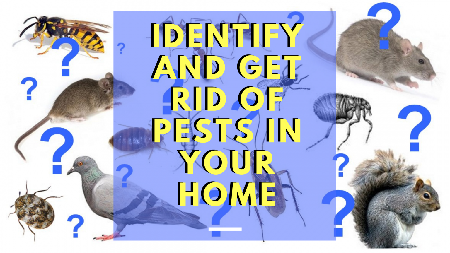 Identify And Get Rid Of Pests In Your Home