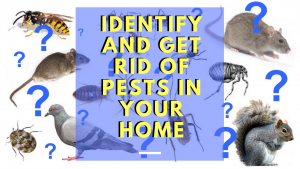 Identify and Get Rid of Pests in your Home - Owl pest control Dublin