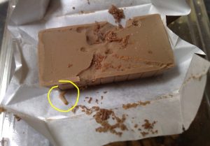 Indian Meal Moth larva inside chocolate - Owl pest control Dublin