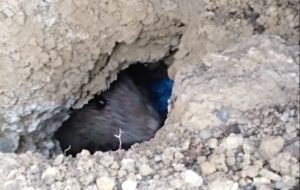 Rat burrow in garden (Dublin) - Owl pest control Dublin
