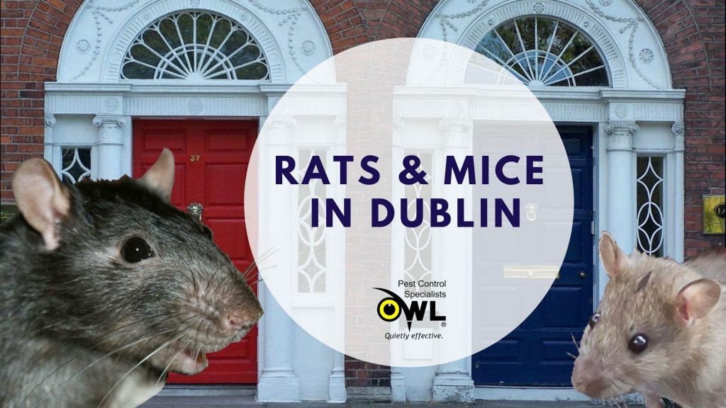 Rats & Mice in Dublin - Owl pest control
