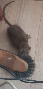 norway-sewer-rat-attack-a-broom-owl-pest-control-dublin