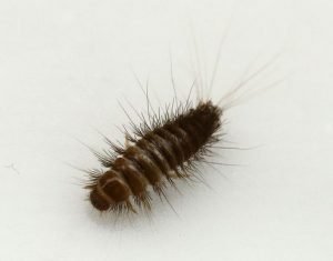 Carpet Beetles Larva (Anthrenus) Owl Pest Control