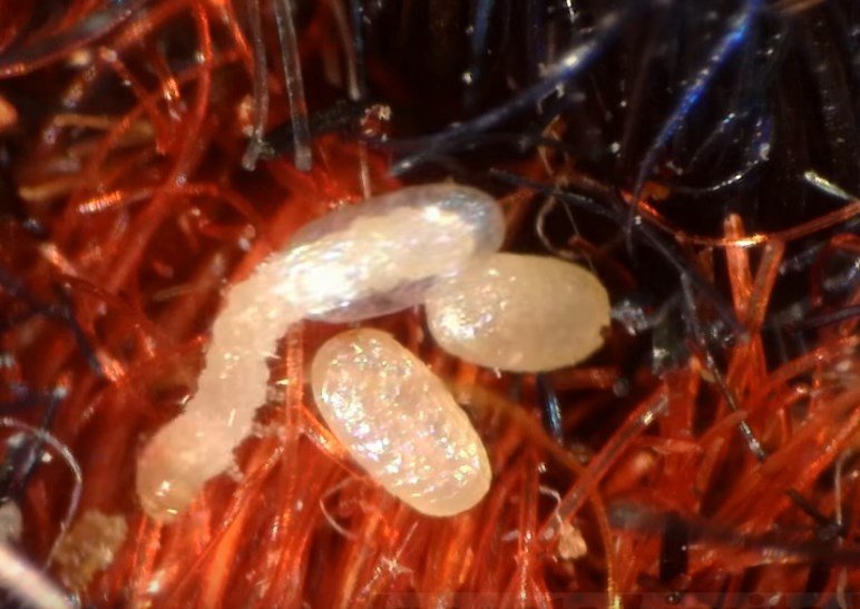 Clothes Moth larvae emerging from the eggs - Owl Pest Control