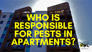Who is Responsible for Pest Infestations in Apartments - Owl Pest Control