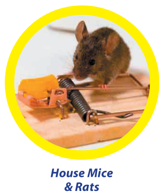 house-mice-&-rats - Owl Pest Control Dublin