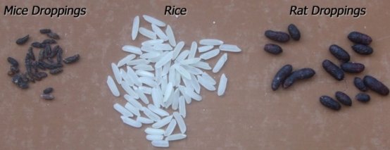 Rat vs Mice droppings size shape comparison with rice