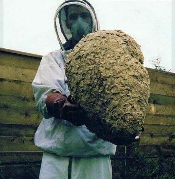A large wasp nest removed from an attic