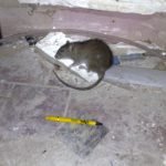 Dead rat in a pub basement - Owl pest control Dublin