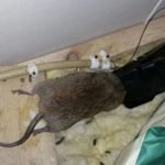 Huge rat caught in spring trap in attic - Owl pest control Dublin