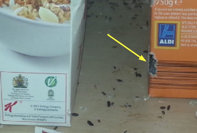 Pest Control for Mice How To Get Rid of Mice Dublin