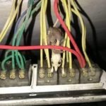 Mouse died in an electric circuit board - Owl pest control Dublin