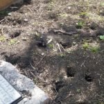 Multiple rat burrows in garden - Owl pest control Dublin