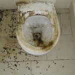 Rat access indoors via toilet - smells urine droppings - Owl pest control Dublin