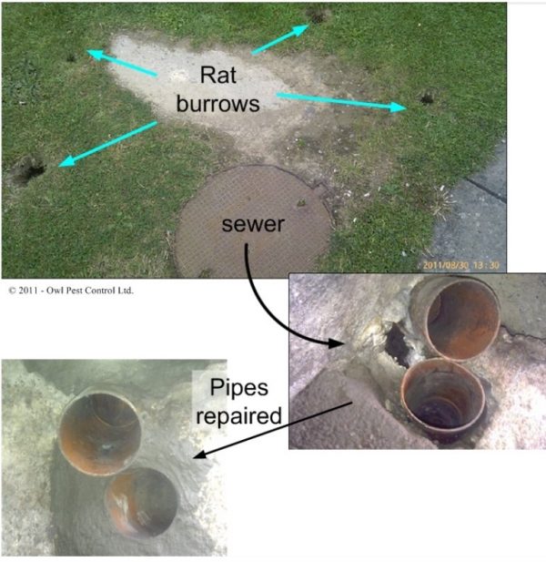 Pest Proofing - Rat damage sewer repairs - Owl pest control Dublin