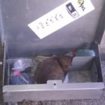 Rat died in bait box after eating poison - Owl pest control Dublin