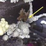 Rat gnawed through expending foam - Owl pest control Dublin