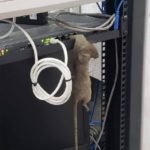 Rat in server room - Owl pest control Dublin