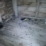 Rat infestation and droppings in a garden shed - Owl pest control Dublin