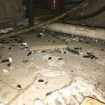 Rat infestation and droppings under kitchen units - Owl pest control Dublin